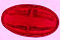 niruri